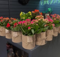 Seller Image