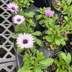Seller Image