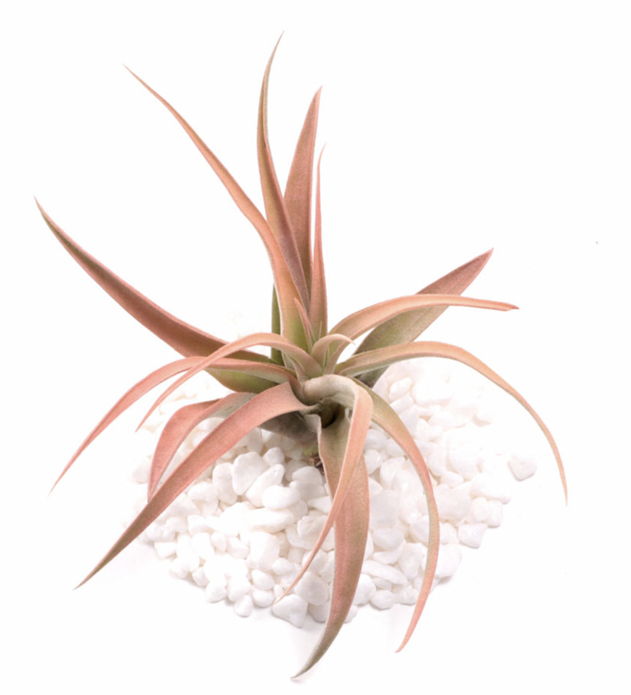 Seller Image